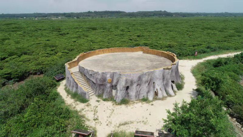 红树林中央的观测台