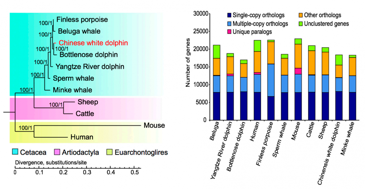 图1：系统发育分析