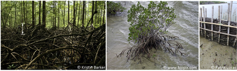图：自然条件下根茎复杂的红树林