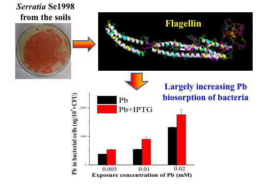 图：新型铅结合蛋白及其与铅生物吸附的关系