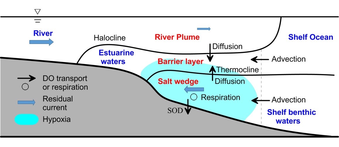 图1：夏季珠江口低氧发育的动力结构与物理-生态过程