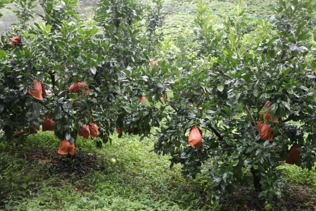 image-20210903121549-22